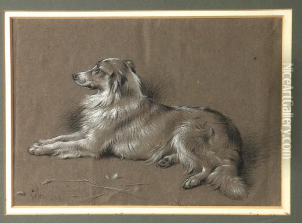 Portrait Of A Collie Dog Oil Painting - W.H. Hunt