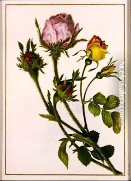 Musk Roses Oil Painting - Pancrace Bessa
