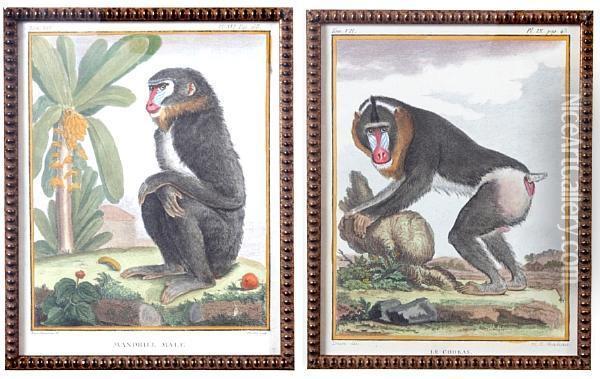 Monkeys, From Histoire Naturelle Oil Painting - George Louis Leclerc Buffon
