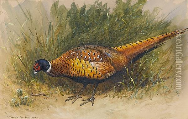 A Cock Pheasant Foraging Oil Painting - Archibald Thorburn
