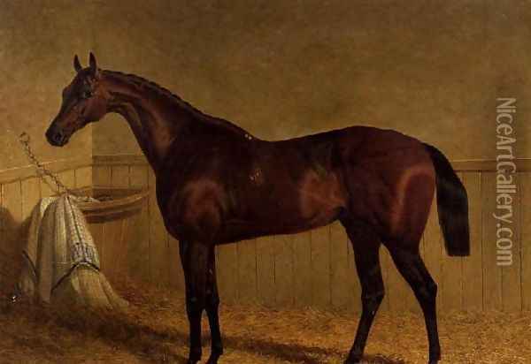 'Beeswing', a bay racehorse in a loosebox Oil Painting - John Frederick Herring Snr