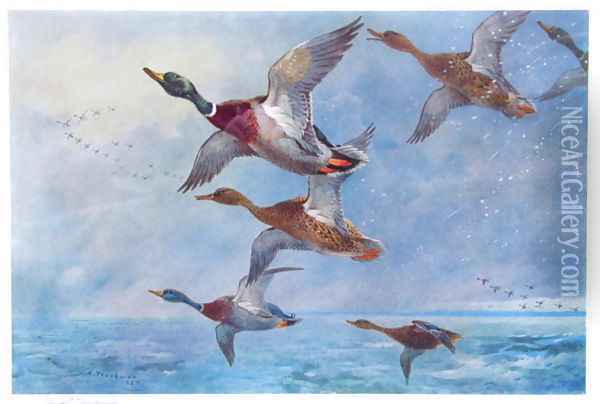 Mallard in Squally Weather Oil Painting - Archibald Thorburn