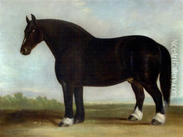 The Cottenham Shire, A Dark Bay Shire Stallion In A Landscape Oil Painting - James Clark