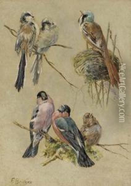 Bird Studies Oil Painting - Fidelia Bridges