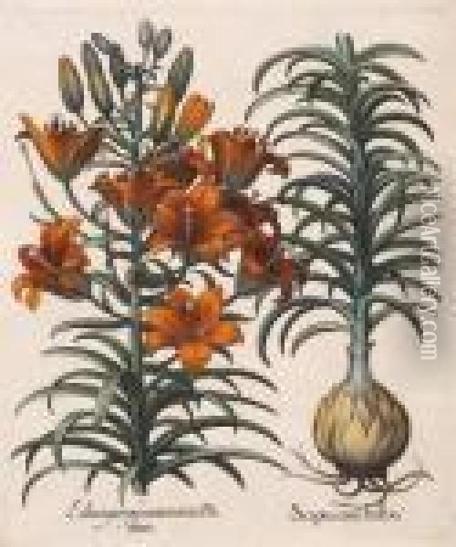 Balaustia, Prunus Myrobalanus 
Rotundus, Mala Armeniaca; Lilium Purpureum, Scapus Cum Bulbo Oil Painting - Basilius Besler