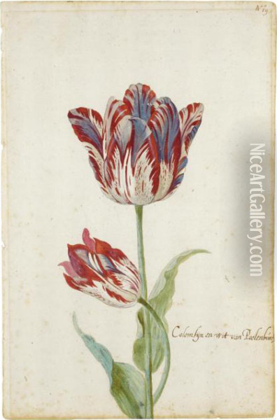Two Red And White Tulips: Colombijn And Wit Van Poelenburg Oil Painting - Jacob Marrel