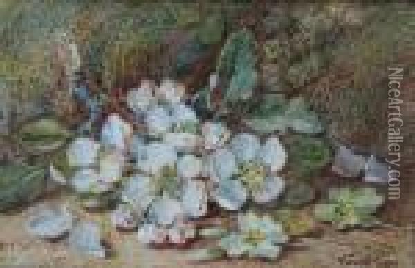 Primroses And Blossom Oil Painting - Vincent Clare