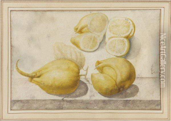 Lemon, Citrus Limon Oil Painting - Giovanna Garzoni