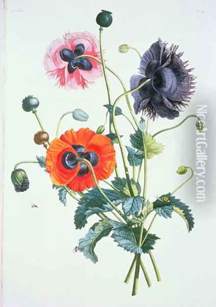 Poppies from Collection des fleurs et Fruits, 1805 by Jean Louis Prevost c.1760-1810 Oil Painting - Jean-Louis Prevost