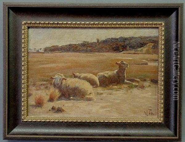 Sheep Lying In An Open Field Oil Painting - Michael Therkildsen