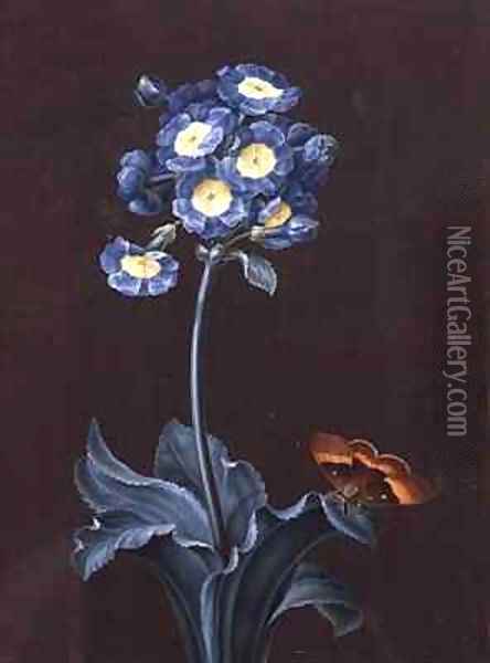 Primula Auricula with Moth Oil Painting - Margaretha Barbara Dietzsch