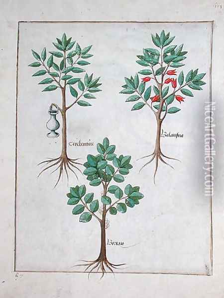 Illustration from the Book of Simple Medicines by Mattheaus Platearius d.c.1161 c.1470 13 Oil Painting - Robinet Testard