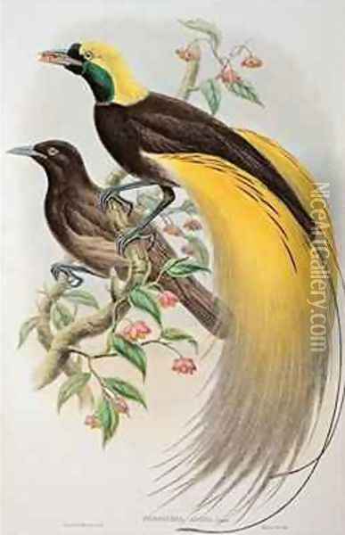 Bird of Paradise Greater Paradisaea Apoda Oil Painting - Gould, John & Hart, William