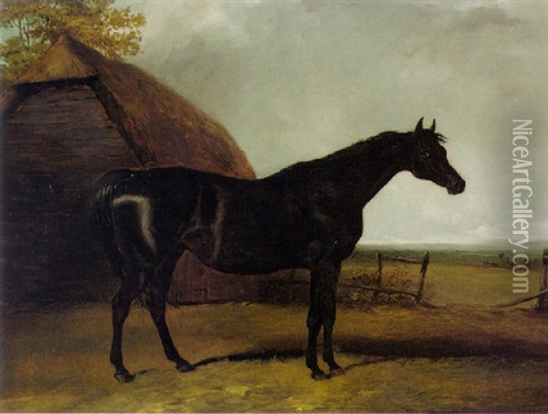 Lottery, A Black Racehorse In A Landscape Oil Painting - Charles Hancock