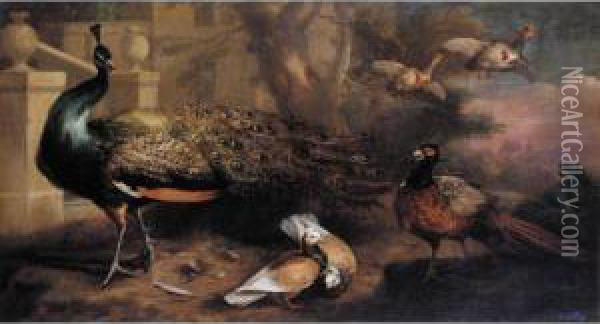 An Assembly Of Fowl, Including A Peacock, Pigeons, Pheasant And
 Partridges Oil Painting - Marmaduke Cradock