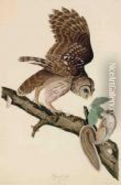 Barred Owl Oil Painting - John James Audubon