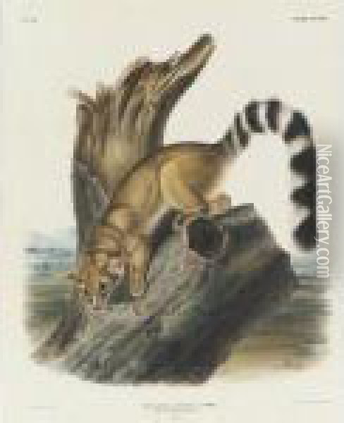Ring-tailed Bassaris (plate Xcviii) Oil Painting - John James Audubon