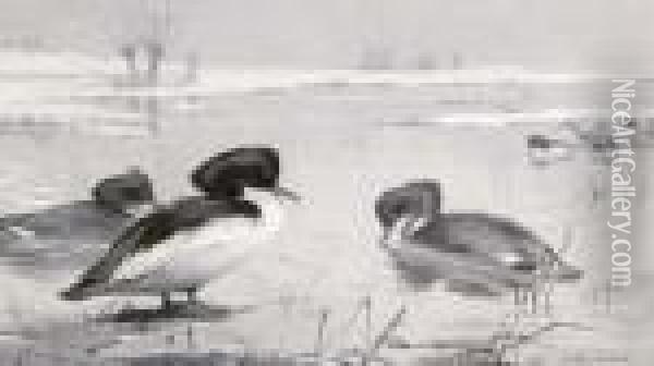 Grisaille Tufted Ducks Oil Painting - Archibald Thorburn
