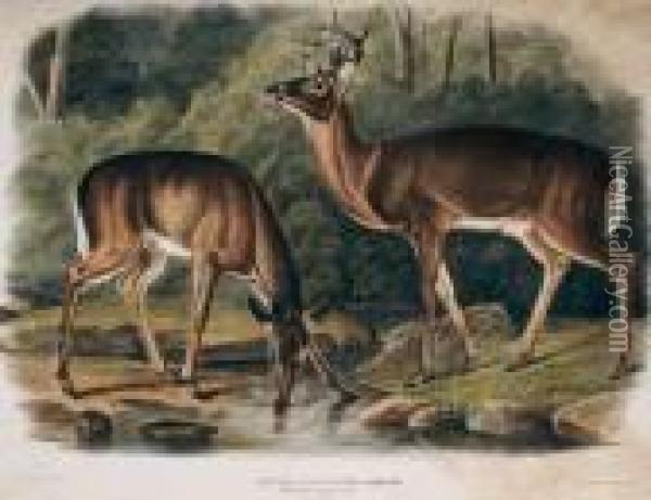 Plate 136 Common Virginia Deer Oil Painting - John James Audubon