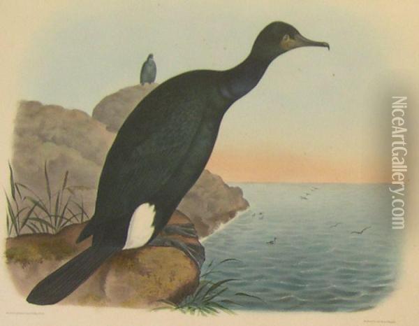 'baird's Cormorant' Oil Painting - Daniel Giraud Elliot