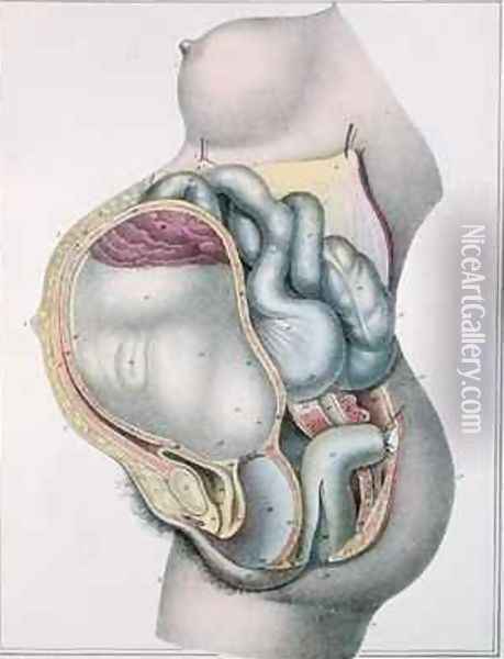 Anatomy of a pregnant woman from Manuel dAnatomie descriptive du Corps Humain Oil Painting - Haincelin