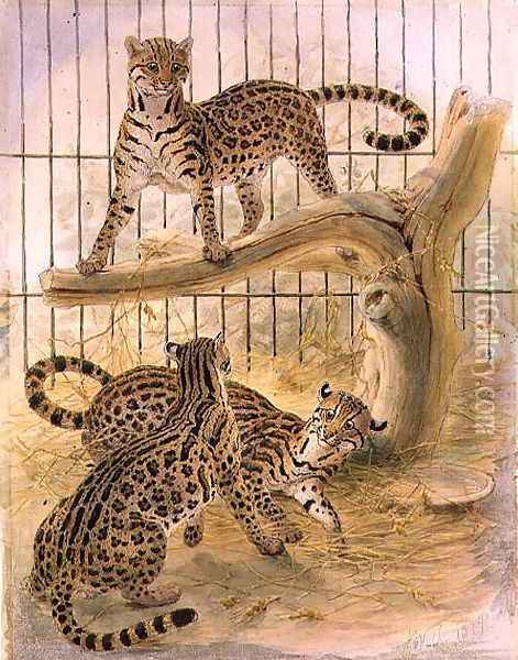 Ocelots in a Cage, 1874 Oil Painting - Joseph Wolf