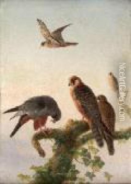 Red-footed Falcons Oil Painting - Joseph Wolf
