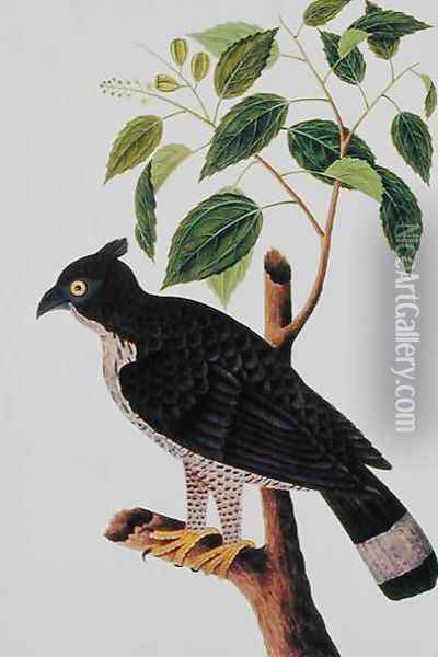 Bird of Prey, from 'Drawings of Birds from Malacca', c.1805-18 (2) Oil Painting - Anonymous Artist