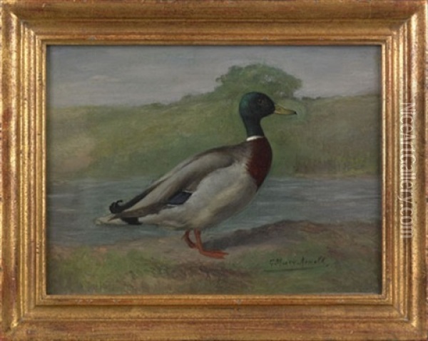 Of A Mallard Drake Oil Painting - Gustav Muss-Arnolt
