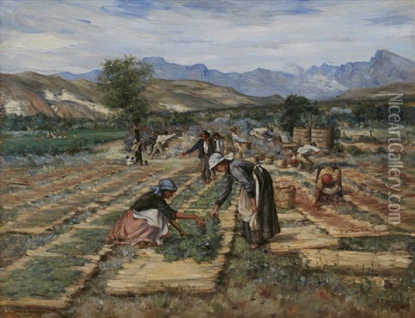 Drying Fruit Oil Painting - Pieter Hugo Naude