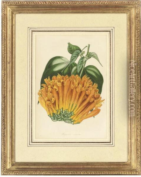 Botanical Studies Oil Painting - H.W Holden