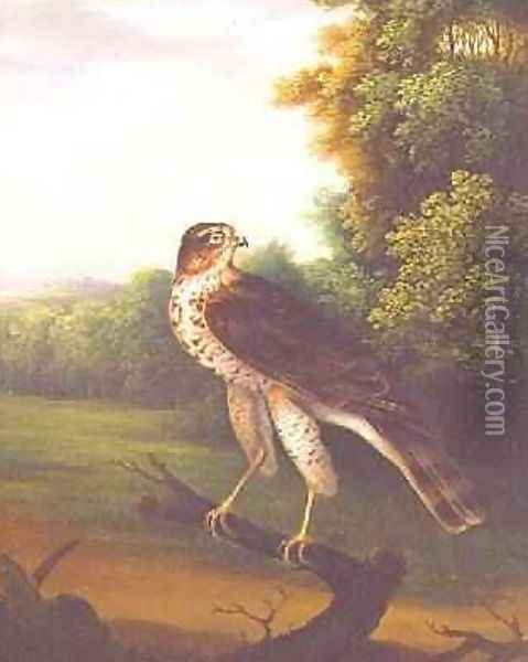 A Young Female Hawk, one year old Oil Painting - Robert Wilkinson Padley