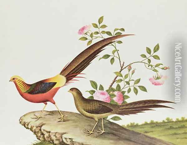 A golden pheasant, Ch'ien-lung period (1736-96) Oil Painting - Anonymous Artist