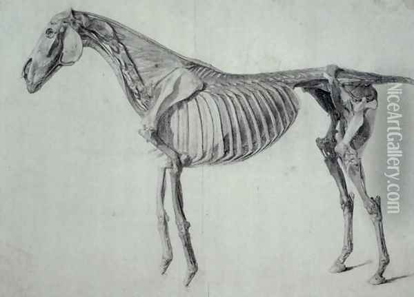 Finished Study for the Fifth Anatomical Table of a Horse Oil Painting - George Stubbs