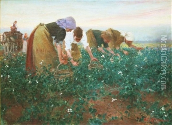 Gathering Beans Oil Painting - Arthur David Mccormick