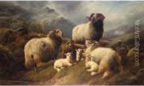 Sheep In The Highlands Oil Painting - Robert Watson