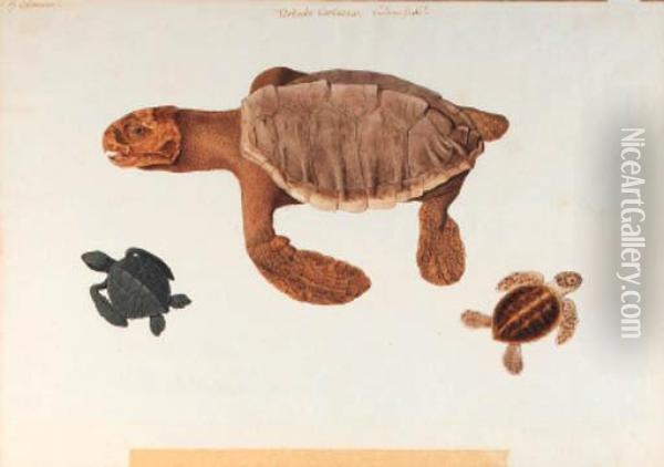 Study Of A Turtle, With Two Subsidiary Studies Of Smallturtles Oil Painting - Franz Anton von Scheidel
