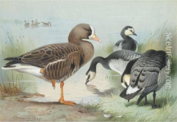 A White-fronted Goose And Barnacle Geese Oil Painting - Archibald Thorburn