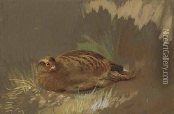 Dusting Partridge Oil Painting - Archibald Thorburn