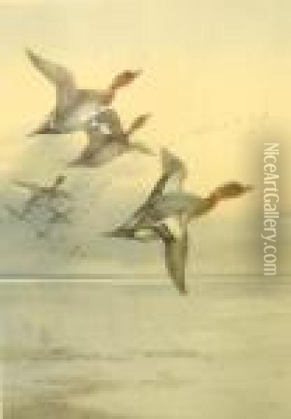 Ducks In Flight Oil Painting - Archibald Thorburn