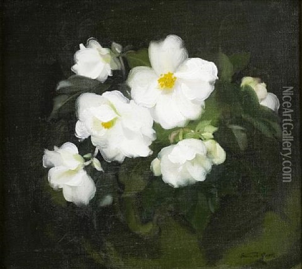 White Begonias Oil Painting - Stuart James Park