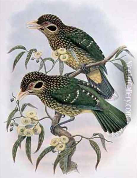 Spotted or Blackeared Ailuroedus Melanotis Bird of Paradise Oil Painting - William M. Hart