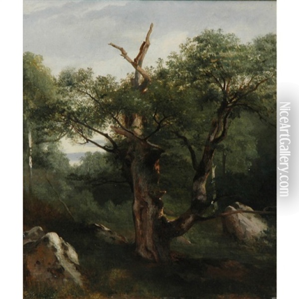 Study Of A Tree Oil Painting - Jules Coignet