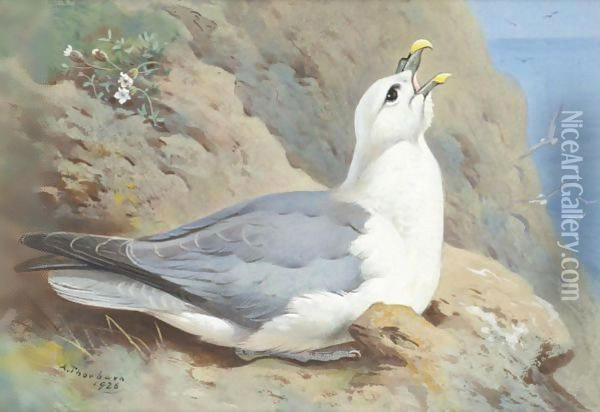 A Fulmar Petrel Oil Painting - Archibald Thorburn