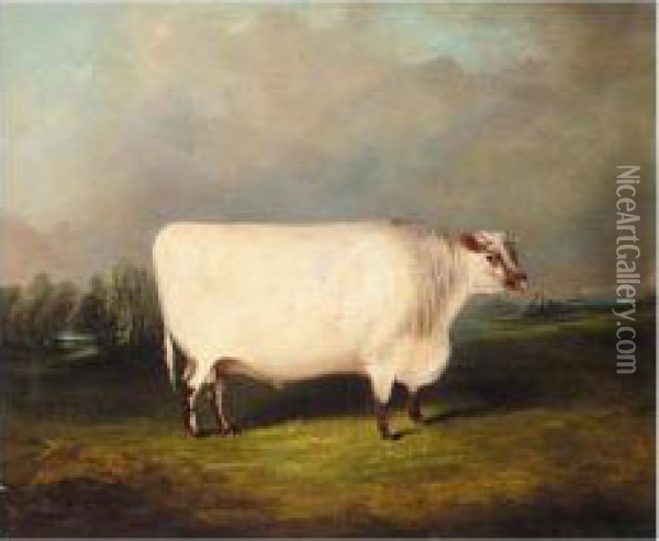A Prize Shorthorn In A Landscape Oil Painting - James Senior Clark