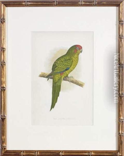 [parakeets]: Six Plates Oil Painting - Alexander Francis Lydon