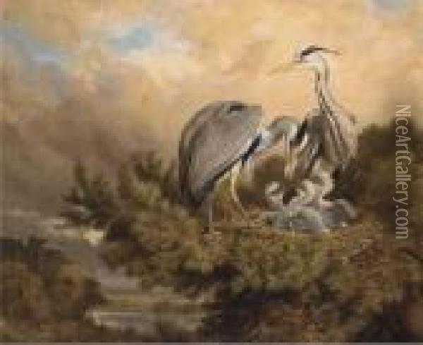 Herons Feeding Their Young Oil Painting - Samuel John Carter