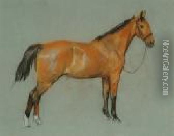 Study Of A Chestnut Pony Oil Painting - Arthur Wardle