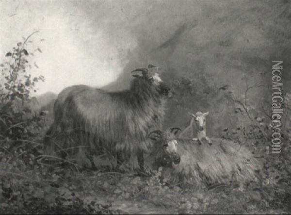 Sheep On A Hillside Oil Painting - Charles Jones