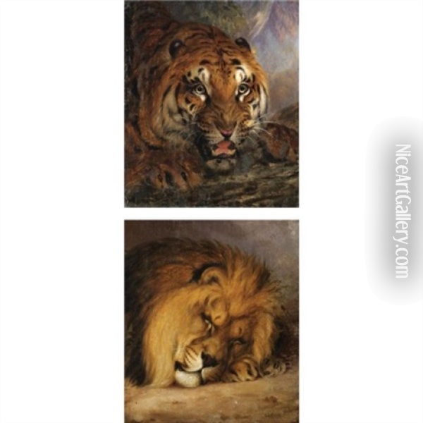 A Bengal Tiger (+ And A Sleeping Lion; Pair) Oil Painting - William Huggins